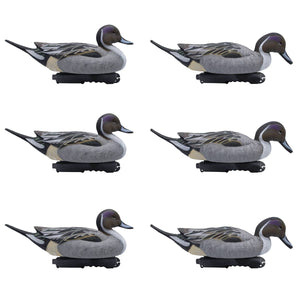 Live Pintail Floaters, 6 Pack