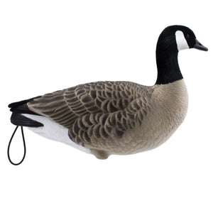 LIVE FULLY FLOCKED FULL BODY LESSER CANADA GEESE - 6 PACK