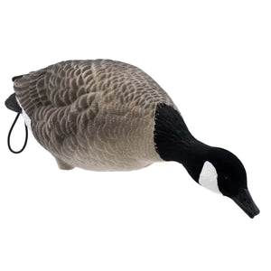 LIVE FULLY FLOCKED FULL BODY LESSER CANADA GEESE - 6 PACK
