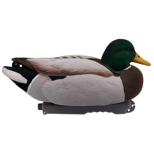 Live Fully Flocked Floating Mallards