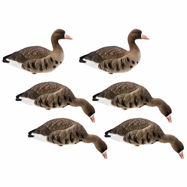 Live Series Full Body Fully Flocked Specklebelly Goose Hunting Decoys