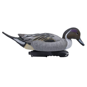 Live Pintail Floaters, 6 Pack