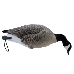 LIVE FULL BODY LESSER CANADA GEESE - 6 PACK